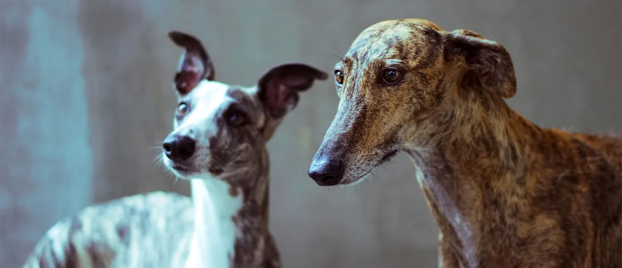 sighthounds and galgos del sol
