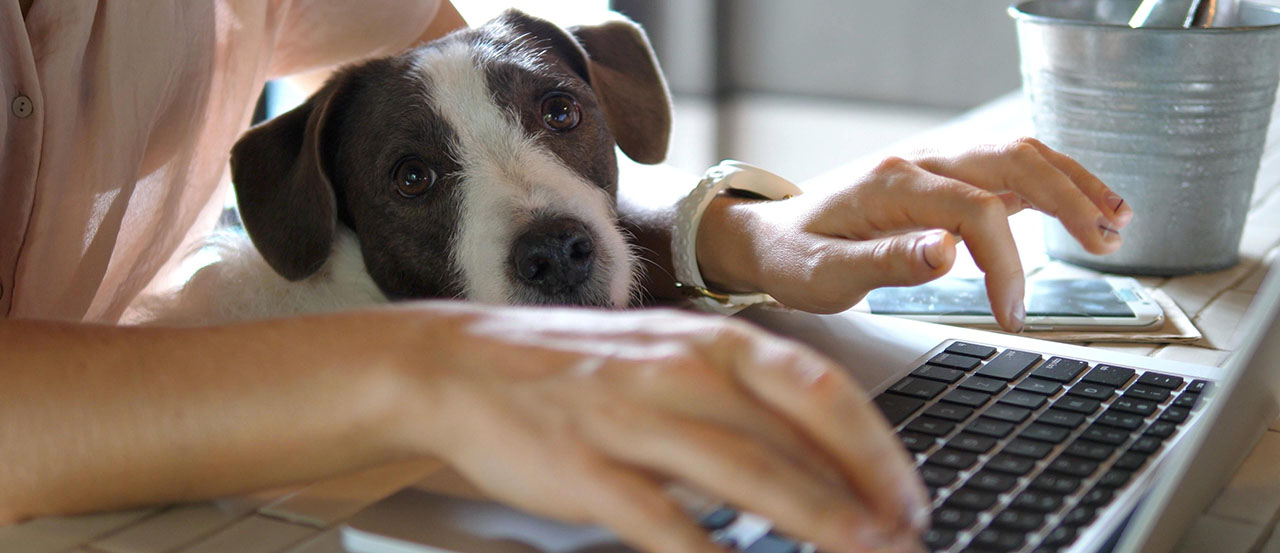 Top 5 Things Our Dog Taught Us About Office Manners