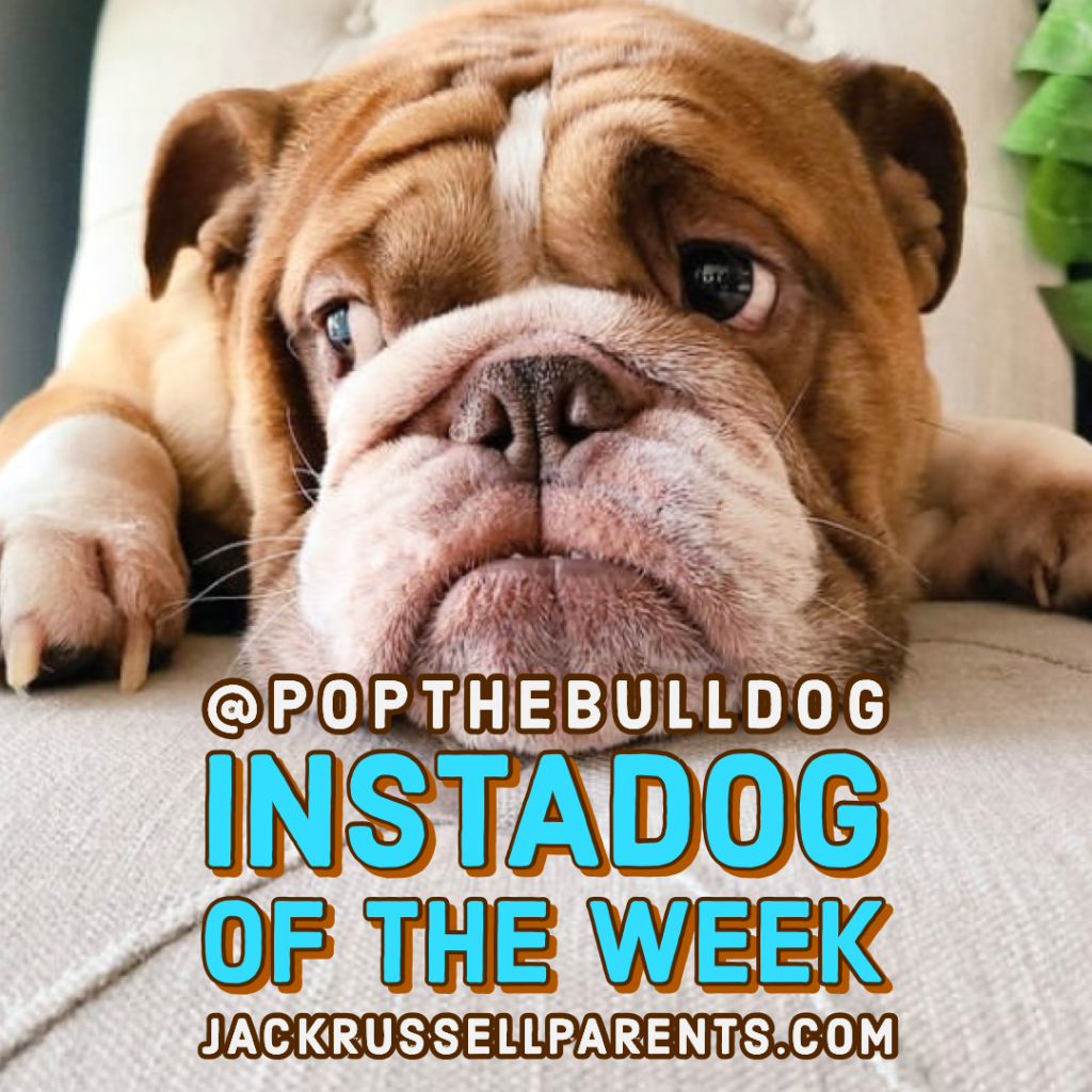 benefits of walking your dog - jack russell parents podcast - instadog of the week popthebulldog