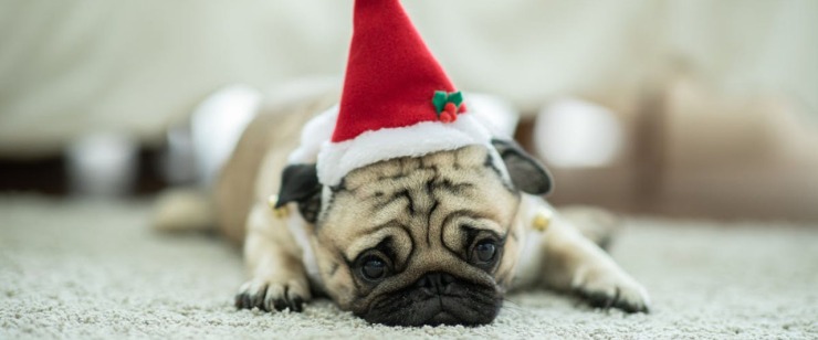 decreasing holiday stress for dogs