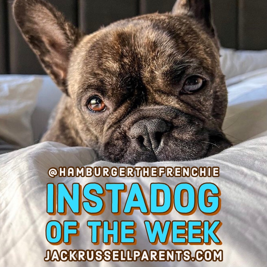most popular podcast episodes of 2021 - hamburger the frenchie